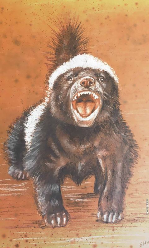 个小凶猛，不服就干的草原平头哥蜜獾手机壁纸图片集1080x1920（5）